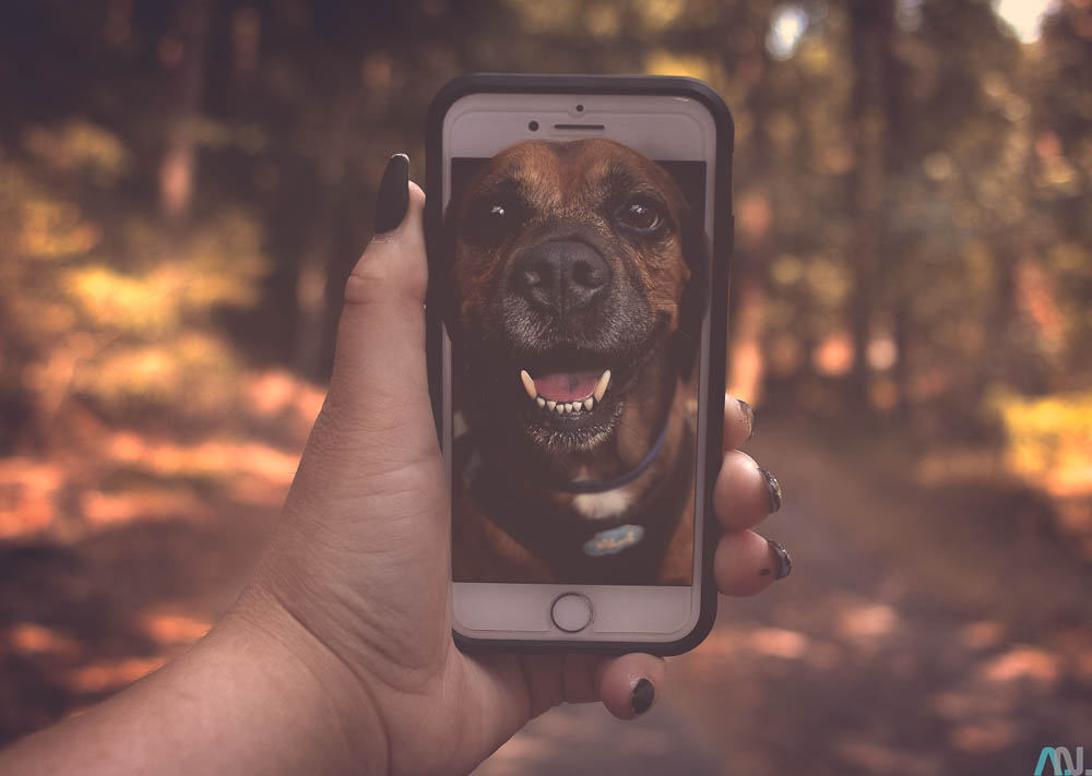 Bildbearbeitung hund im iphone