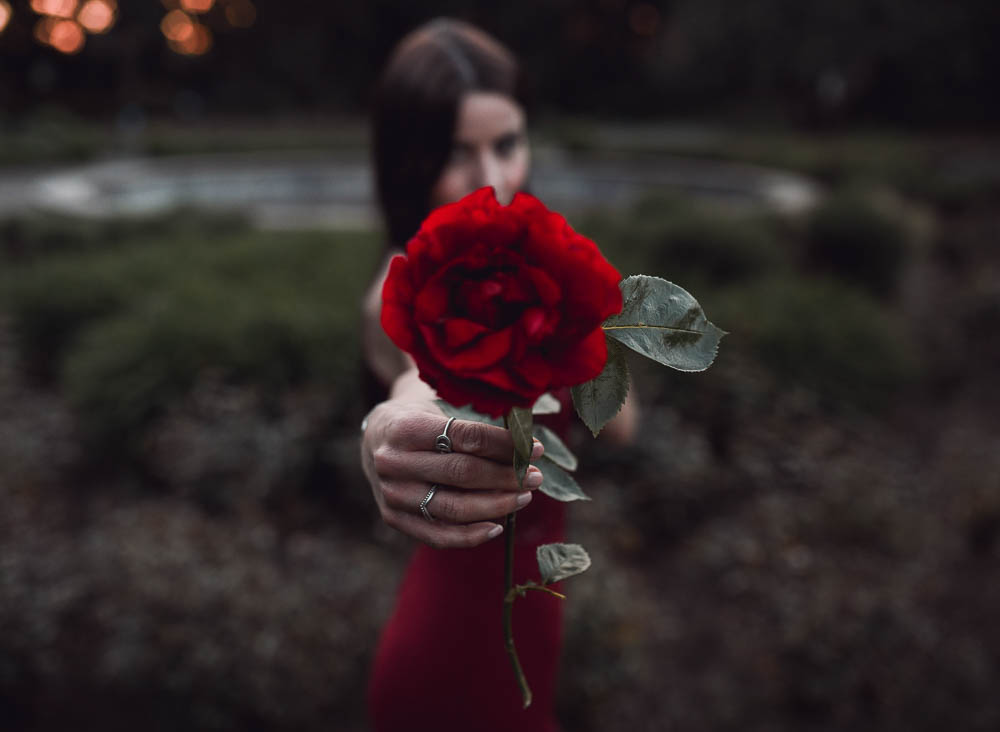 Rote Rosen Fotografie
